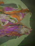 Красива блуза от рисувама мрежа 06141.jpg