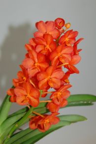 орхидей stoika74s_Ascocenda_Orange_1.jpg Big