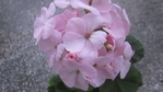 Мушкат  "Geranium F1 BULLSEYE" светло розов lubitel_013_a.jpg