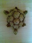 костенурка от шишарки meri777_ni_igr_4_008.jpg