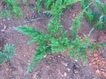 Зелена сабина юниперус, смрика, хвойна-3лв/бр 10бр-27лв qntra_mmm_sabina3.jpg
