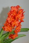 орхидей stoika74s_Ascocenda_Orange_1.jpg