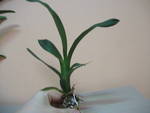 орхидей stoika74s_Brassada_mivada-_sn_-2.JPG