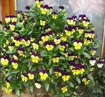 Продавам каскадни теменужки и други цветя. tatqna_ivanova_imgres.jpg