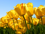 fiona147_Tulips.jpg