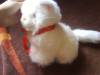 Плюшено бяло котенце DSC02278.JPG