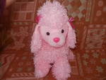 Розово кученце P1270178.JPG