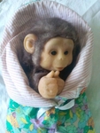 реалистична маймунка бебе veri_vd_11844211_997121656987172_1992073700_n.jpg