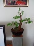 Изкуствен бонсай - мини дръвче desitas_bonsai.jpg