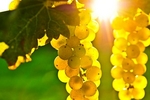 Продавам грозде - винени сортове - Мускат отонел,Каберне совиньон,Памид,Ркацители. garant11_3642_300.jpg