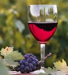 Продавам грозде - винени сортове - Мускат отонел,Каберне совиньон,Памид,Ркацители. garant11_5.jpg