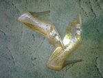 златни обувки viviana1_Image1008.jpg