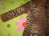 Тигрово палто-9лв Picture_3171.jpg