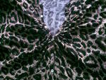 леопардова рокля 0041.jpg